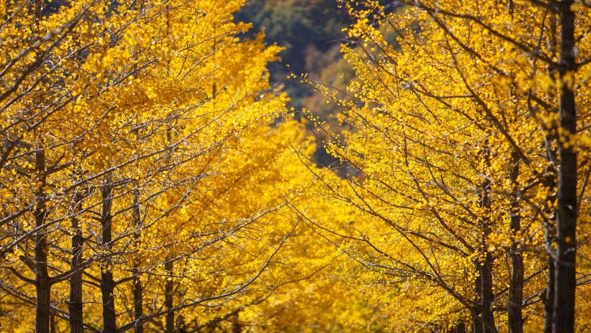 홍천 은행나무숲. / Stock for you-shutterstock.com