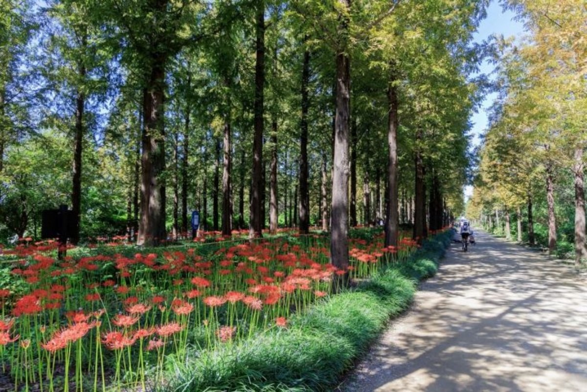 상사화와 꽃무릇 등이 절정인 난지 테마관광 숲길 / 마포구 제공