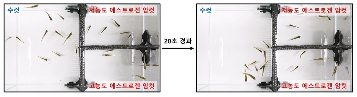 혈중 에스트로겐 농도가 높은 암컷 송사리에 몰려 구애하는 수컷 송사리들의 모습. / 국립생물자원관 제공-연합뉴스