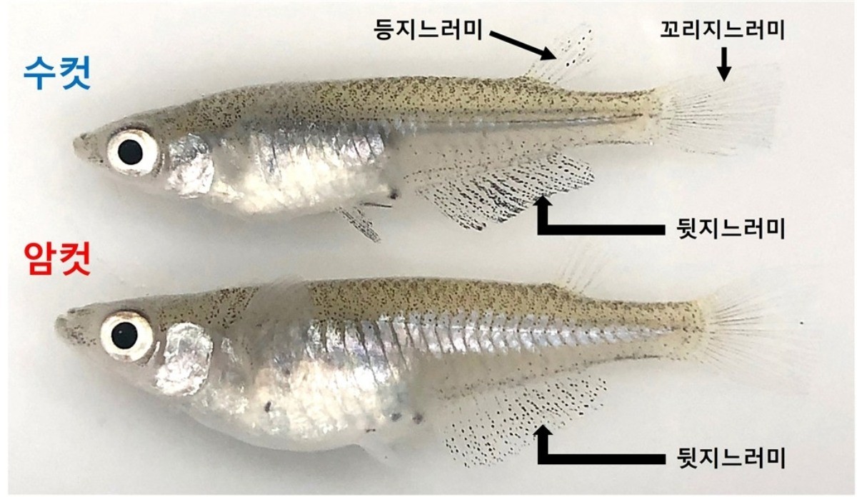 송사리의 모습. / 국립생물자원관 제공-연합뉴스
