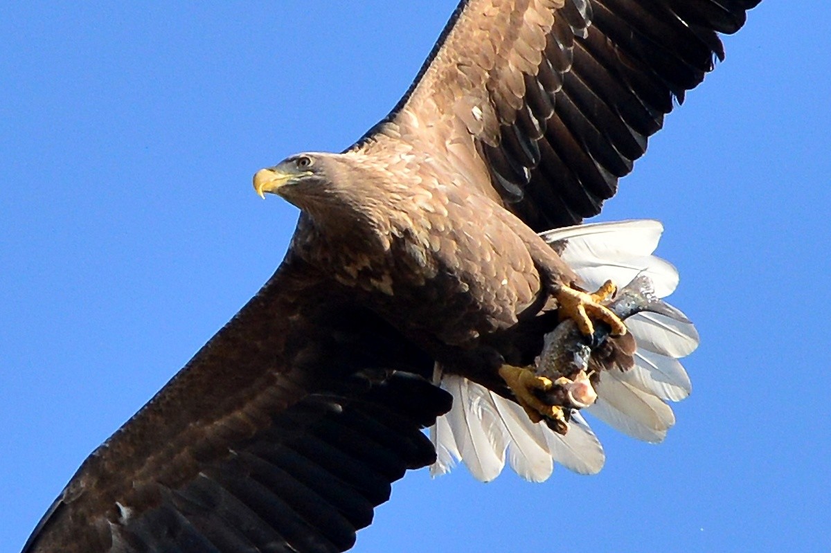 흰꼬리수리 '날기 딱 좋은 날씨네' / 뉴스1