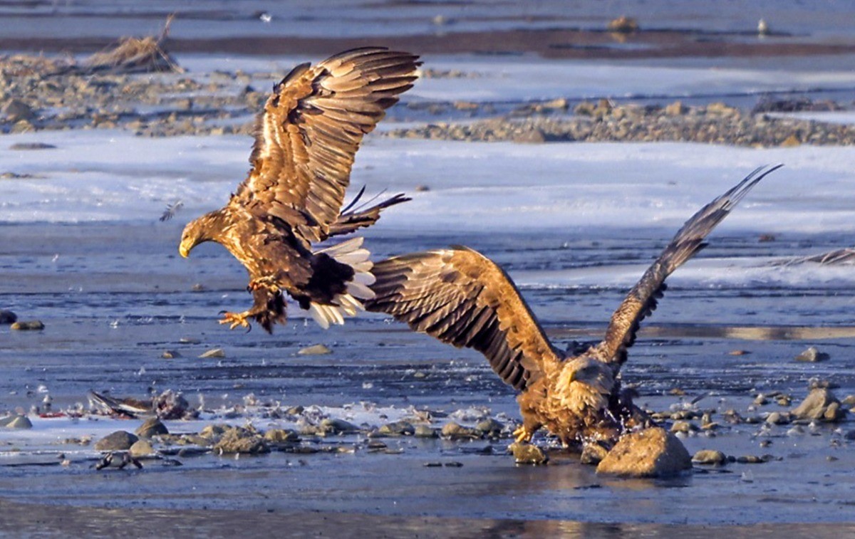 흰꼬리수리 영역다툼 '내 먹이야!' / 뉴스1