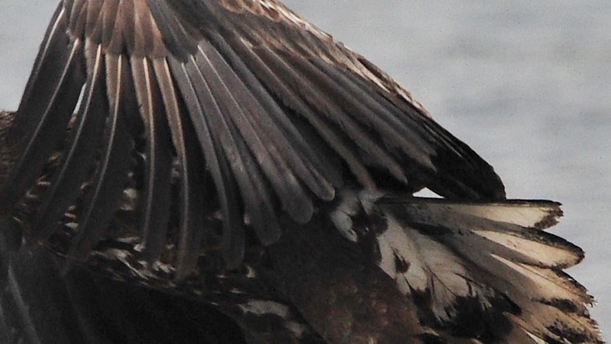 흰꼬리수리 / 뉴스1