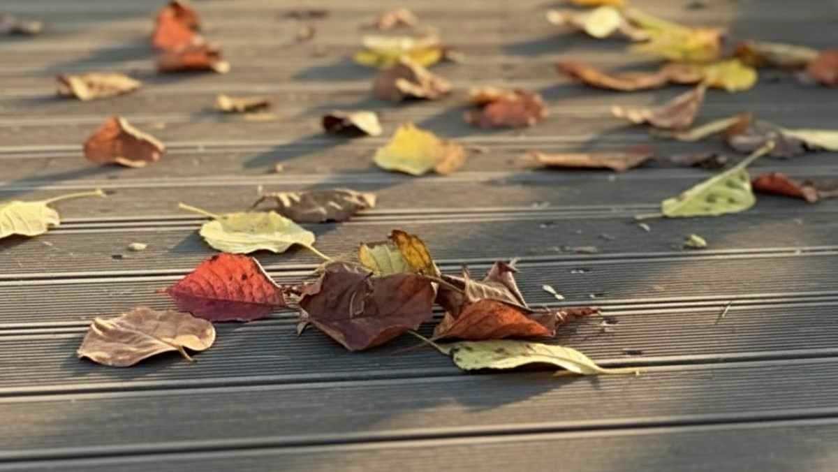 위험 동물이 발견된 데크. 기사 내용을 바탕으로 AI가 재구성한 자료사진.