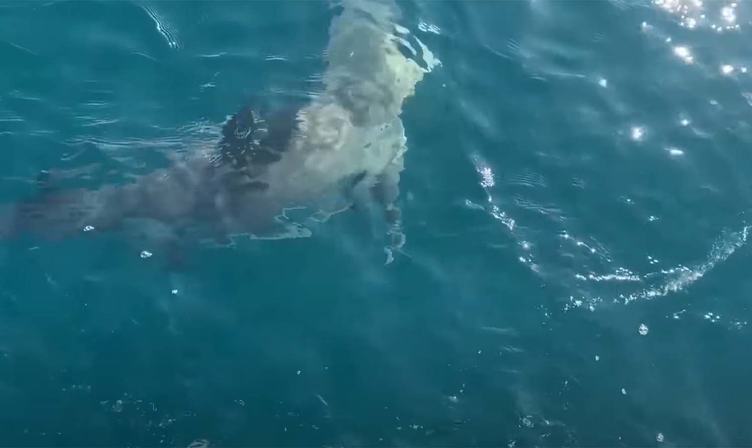 상어     / '힛뜨TV' 유튜브