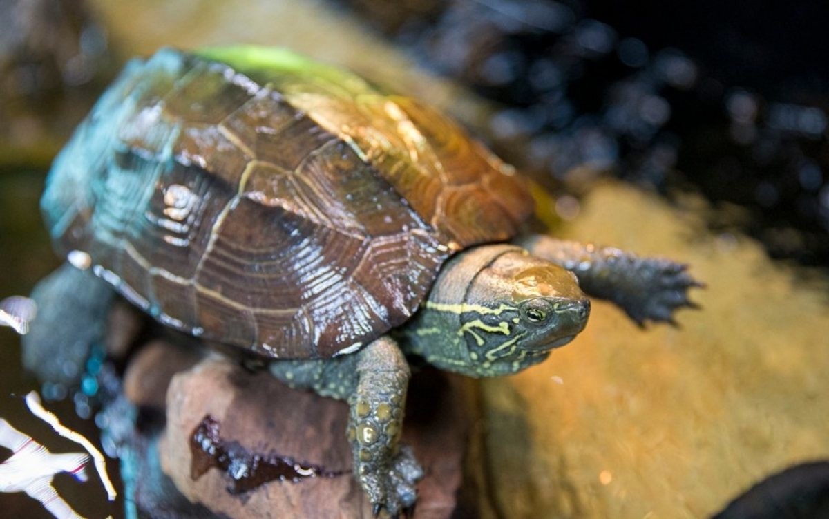 치료 중인 남생이의 모습. / 영암군 제공-연합뉴스