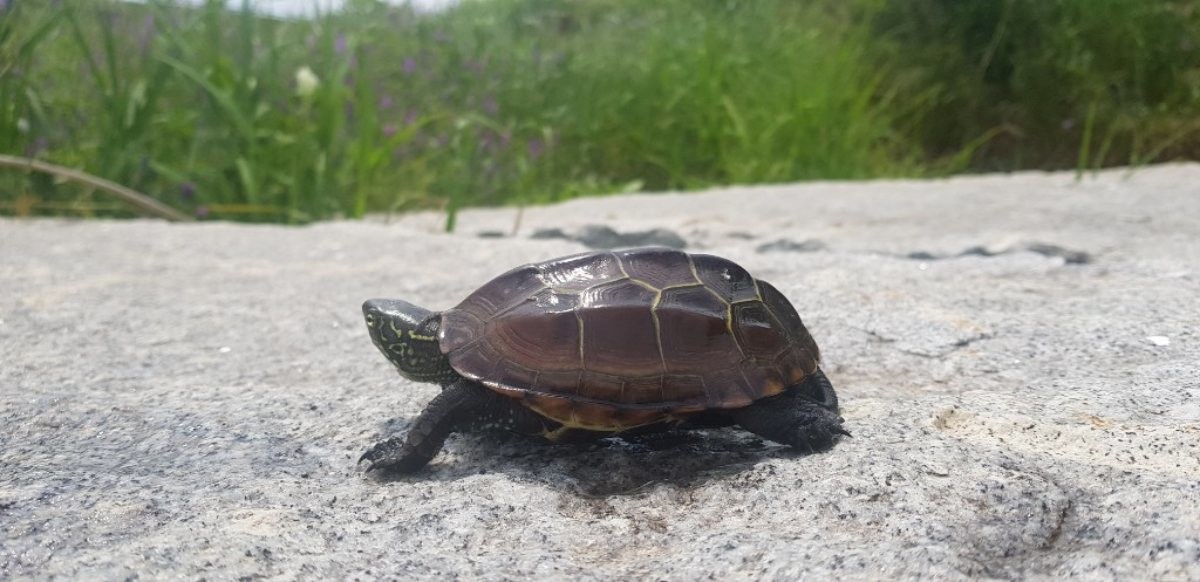 남생이. / 환경부 국립생물자원관 제공
