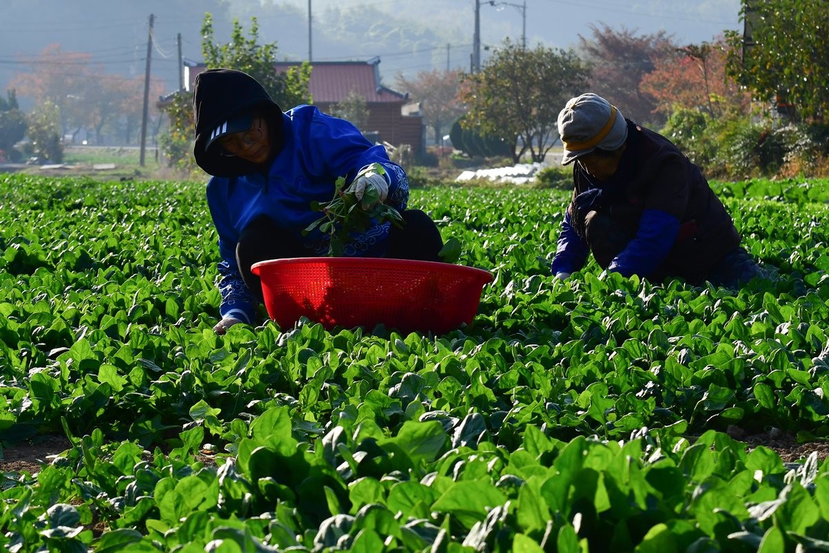 시금치 수확 중인 농가 / 뉴스1
