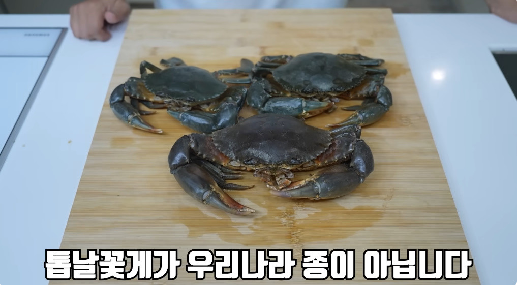 고급 수산물로 꼽히는 톱날꽃게 / 유튜브 '헌터퐝'