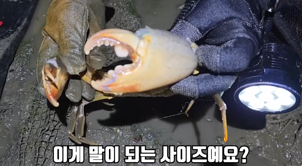 헌터퐝이 잡은 대형 톱날꽃게 / 유튜브 '헌터퐝'