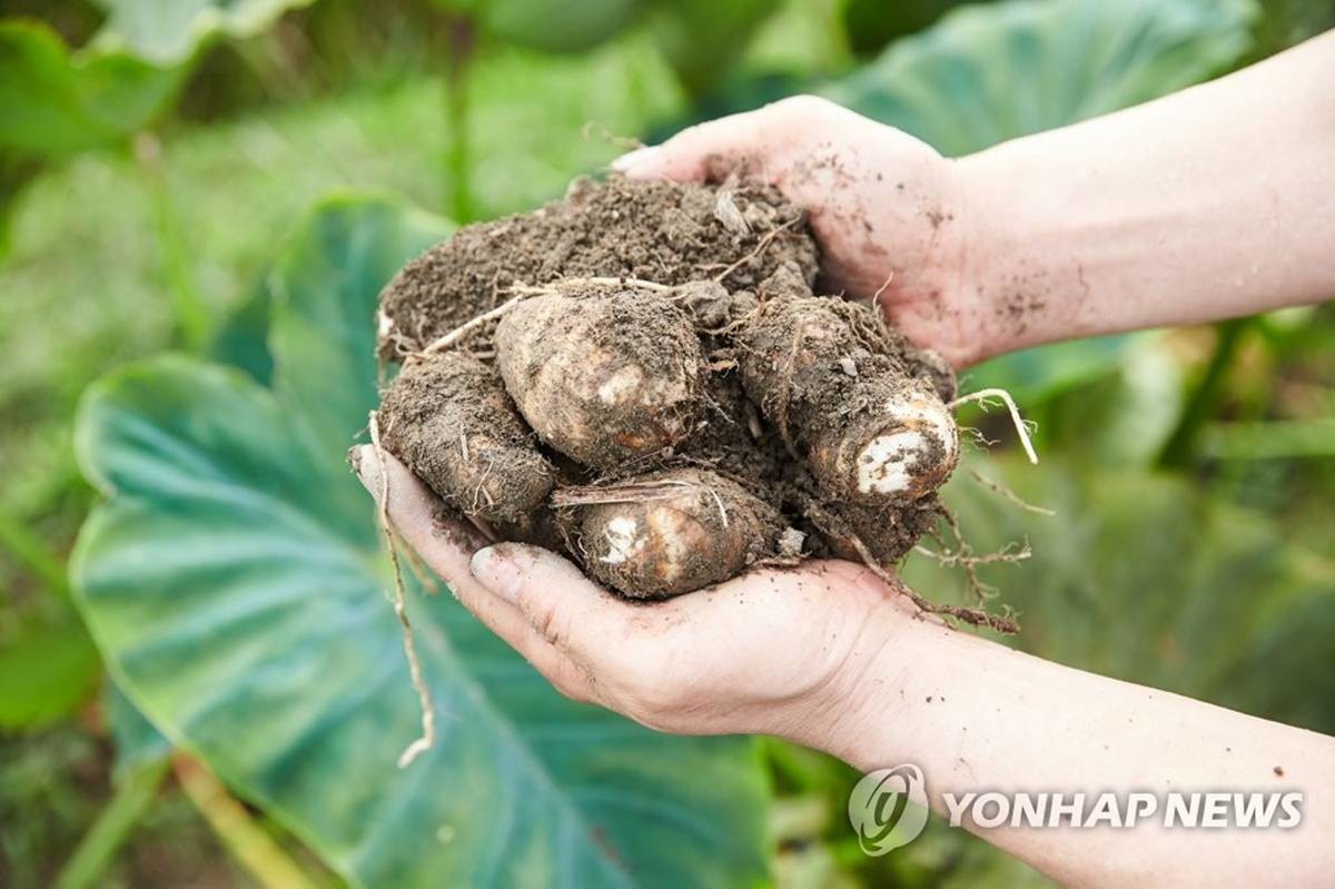 '흙 속의 알' 토란 / 전남 곡성군 제공, 연합뉴스
