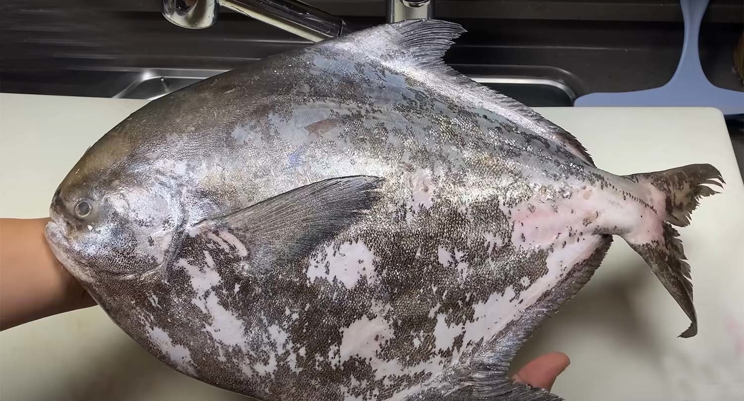 덕자병어 / '푸드박스' 유튜브