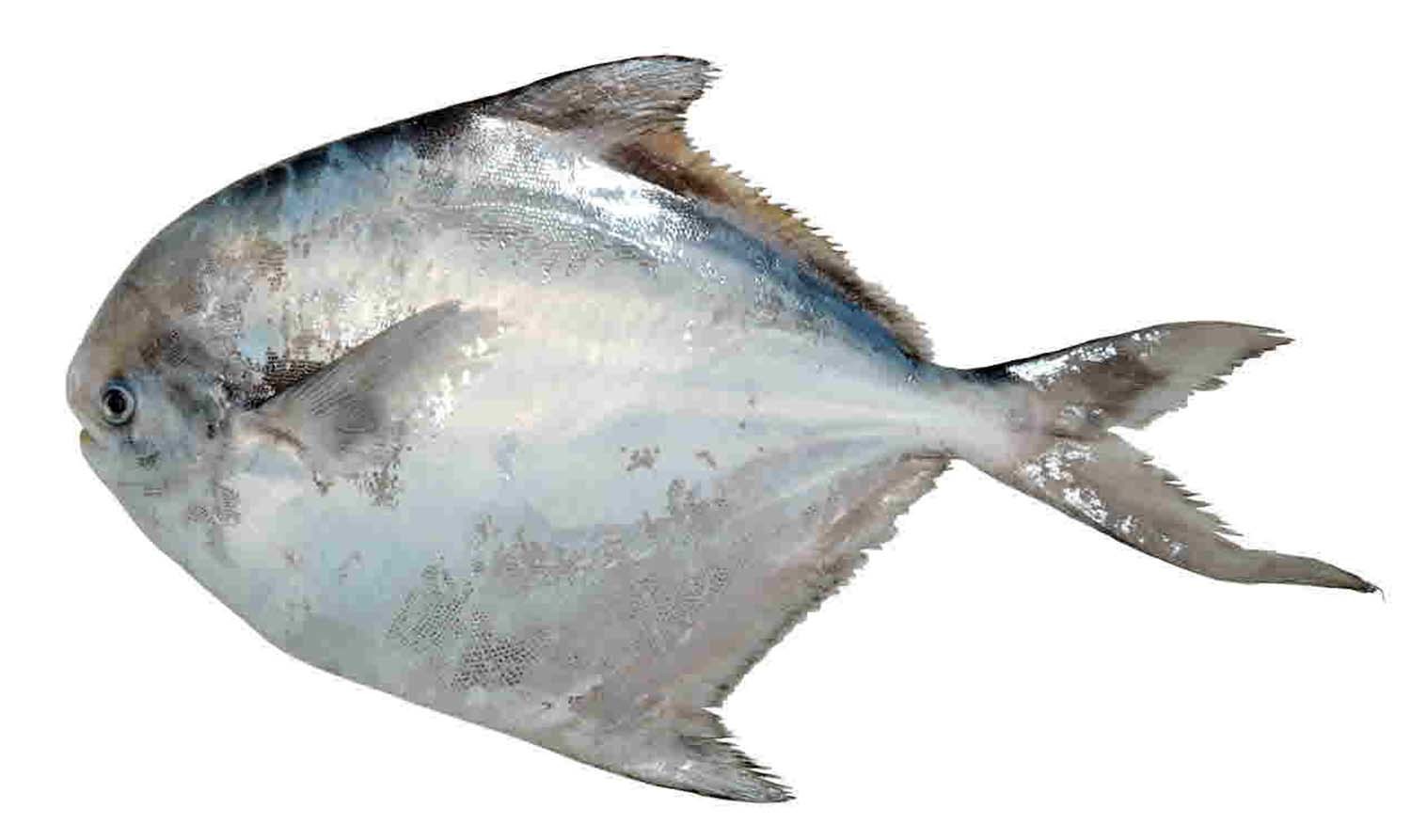 병어 / 국립생물자원관