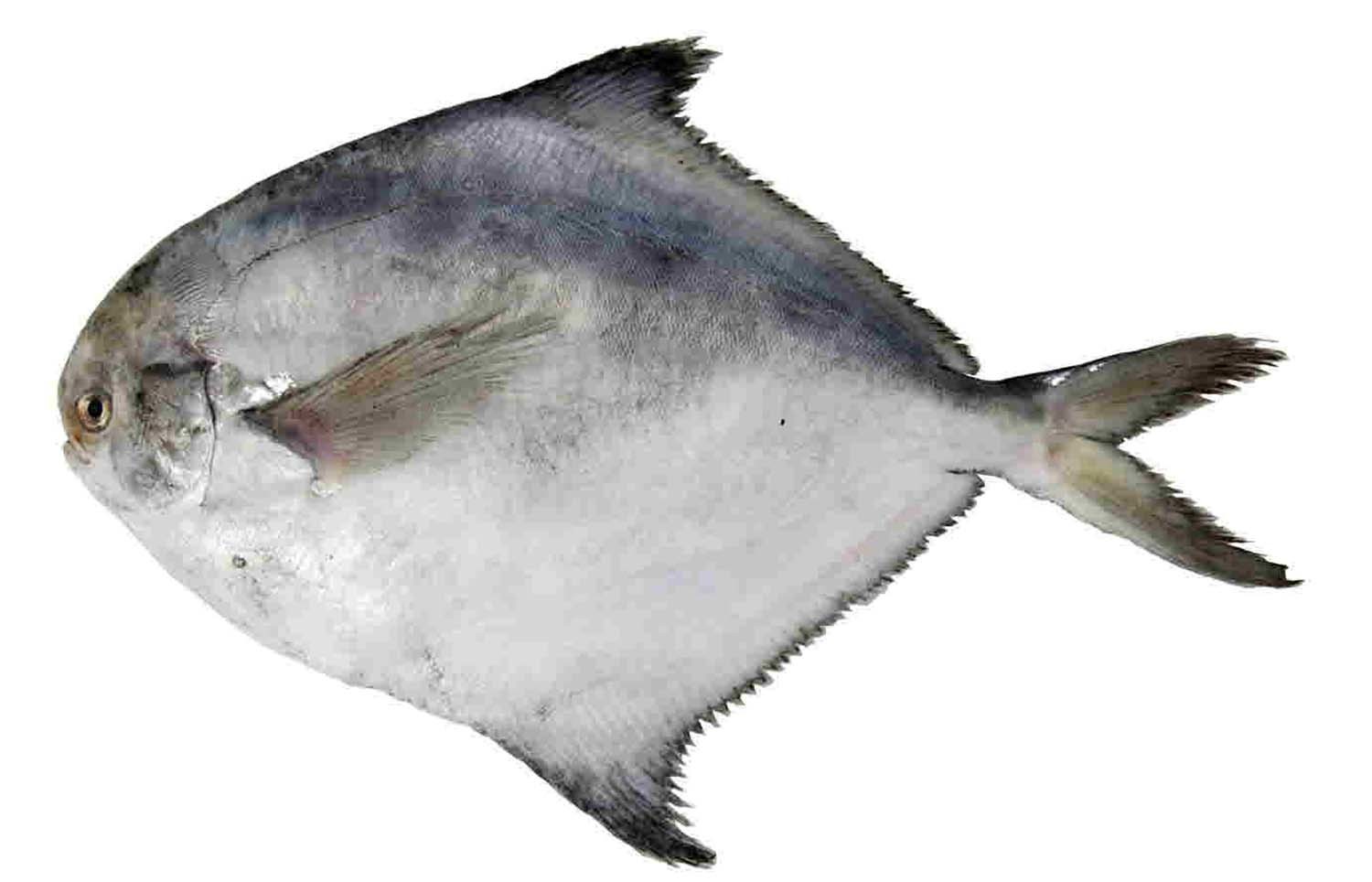 덕대 / 국립생물자원관