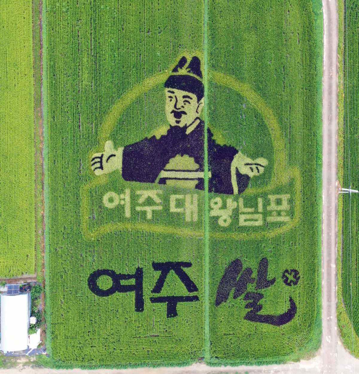 유색벼 이용한 세종대왕 논아트. 여주쌀 자료사진. / 뉴스1