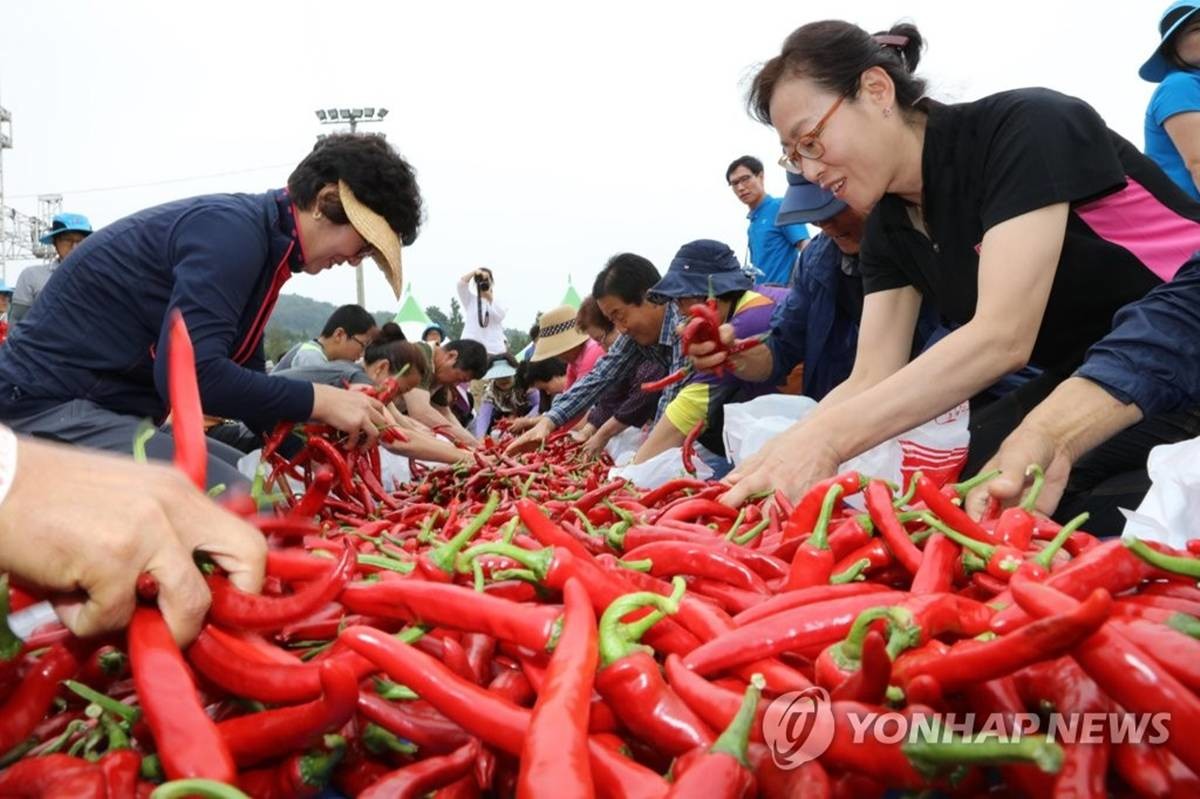청양고추·구기자축제 / 청양군 제공, 연합뉴스