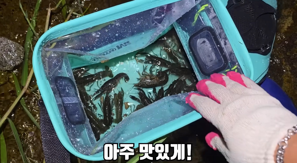 '유입 주의 생물'로 지정된 외래종 마블가재 / 유튜브 '헌터퐝'