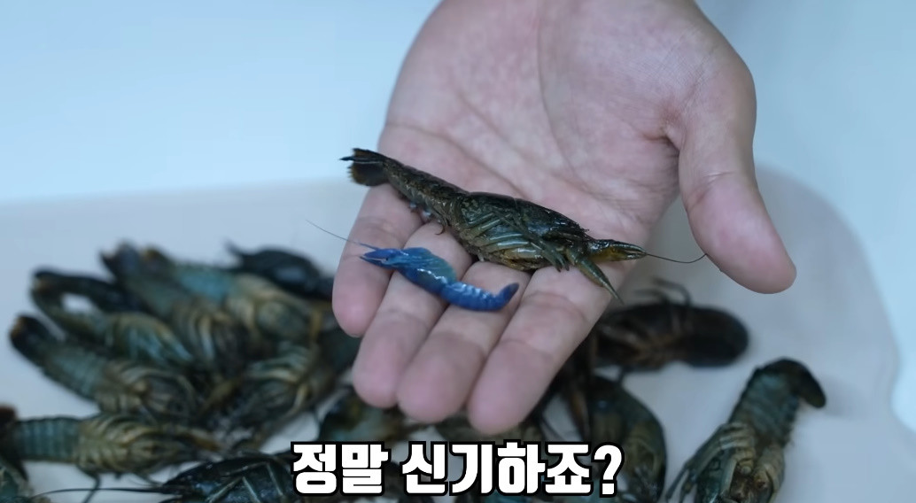 처녀생식으로 빠르게 번식하는 외래종 마블가재 / 유튜브 '헌터퐝'