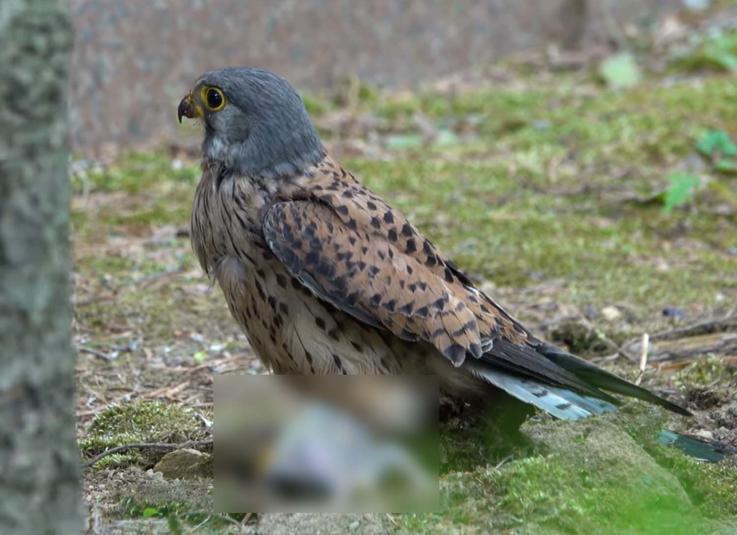 비둘기 새끼를 사냥한 황조롱이. / '야생의신' 유튜브