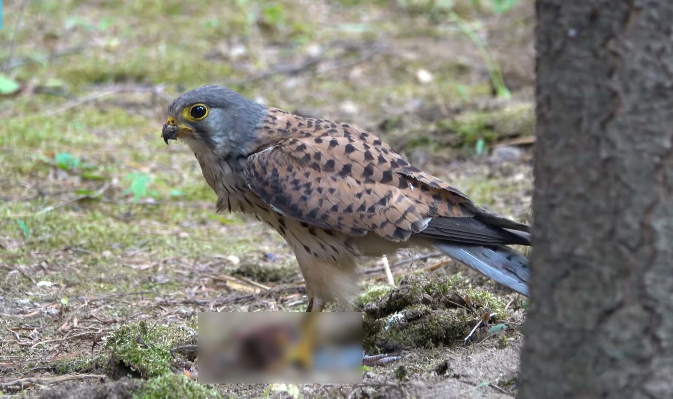 비둘기 새끼를 사냥한 황조롱이. / '야생의신' 유튜브