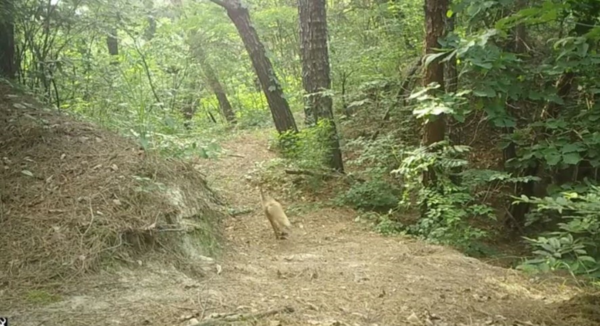 새끼를 잃은 어미 고라니 추격에 도망가는 여우 모습. 당시 설치된 카메라에 포착된 장면이다. / 국립공원공단 제공