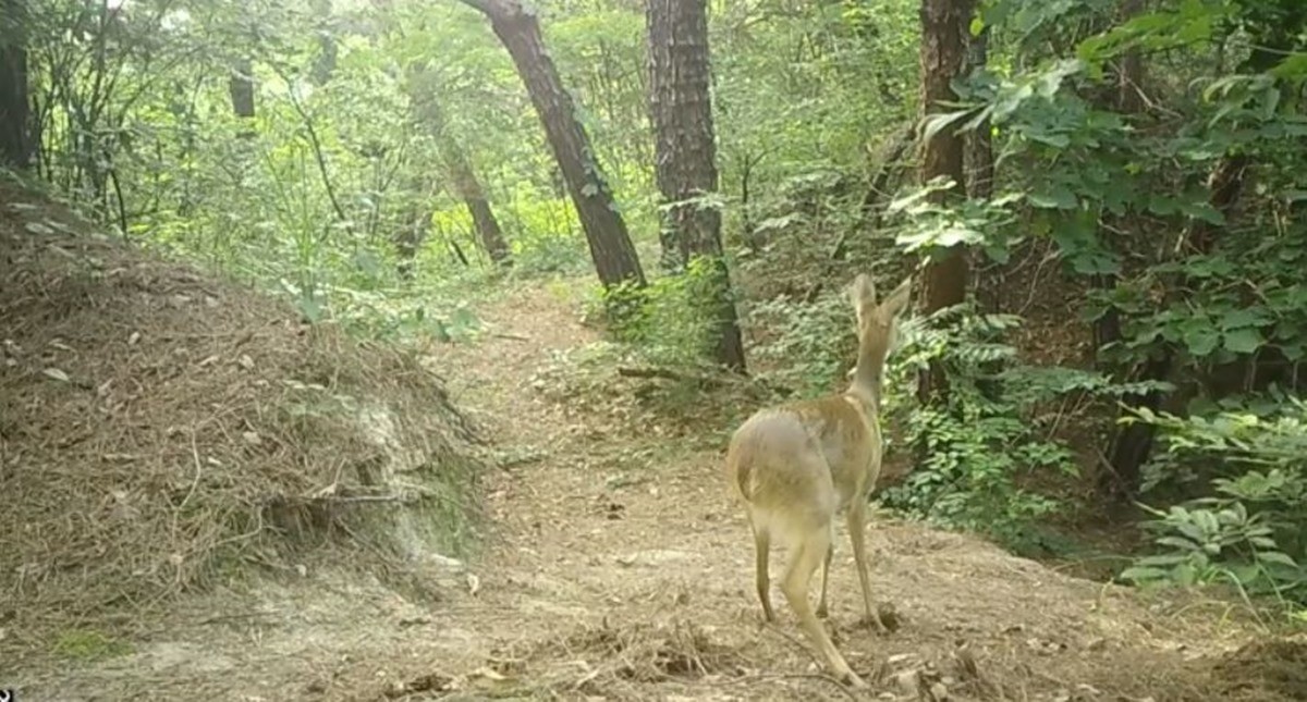 여우를 추격하는 어미 고라니 모습. 당시 설치된 카메라에 포착된 장면이다. / 국립공원공단 제공