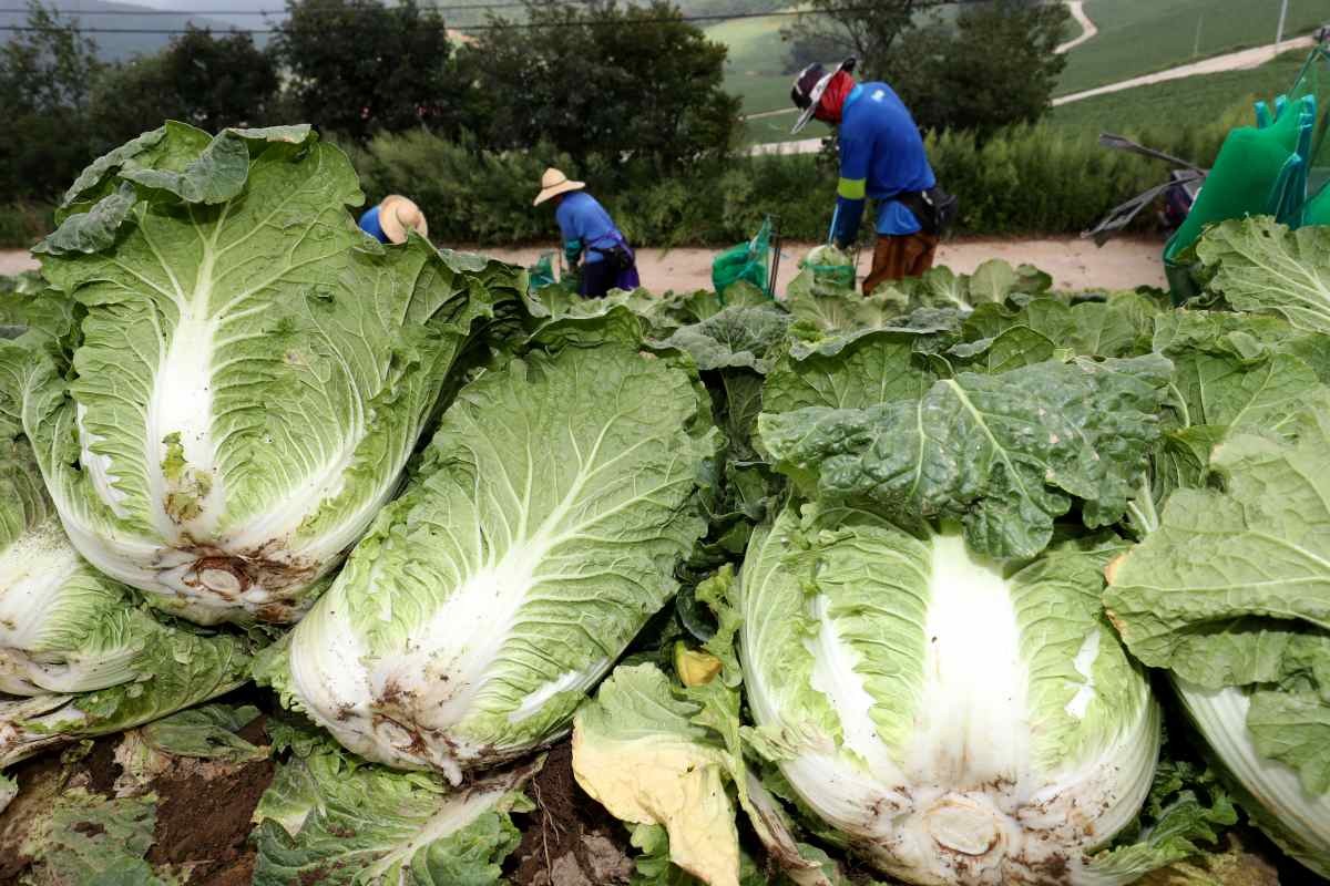 정상 상태의 안반데기 배추. / 뉴스1