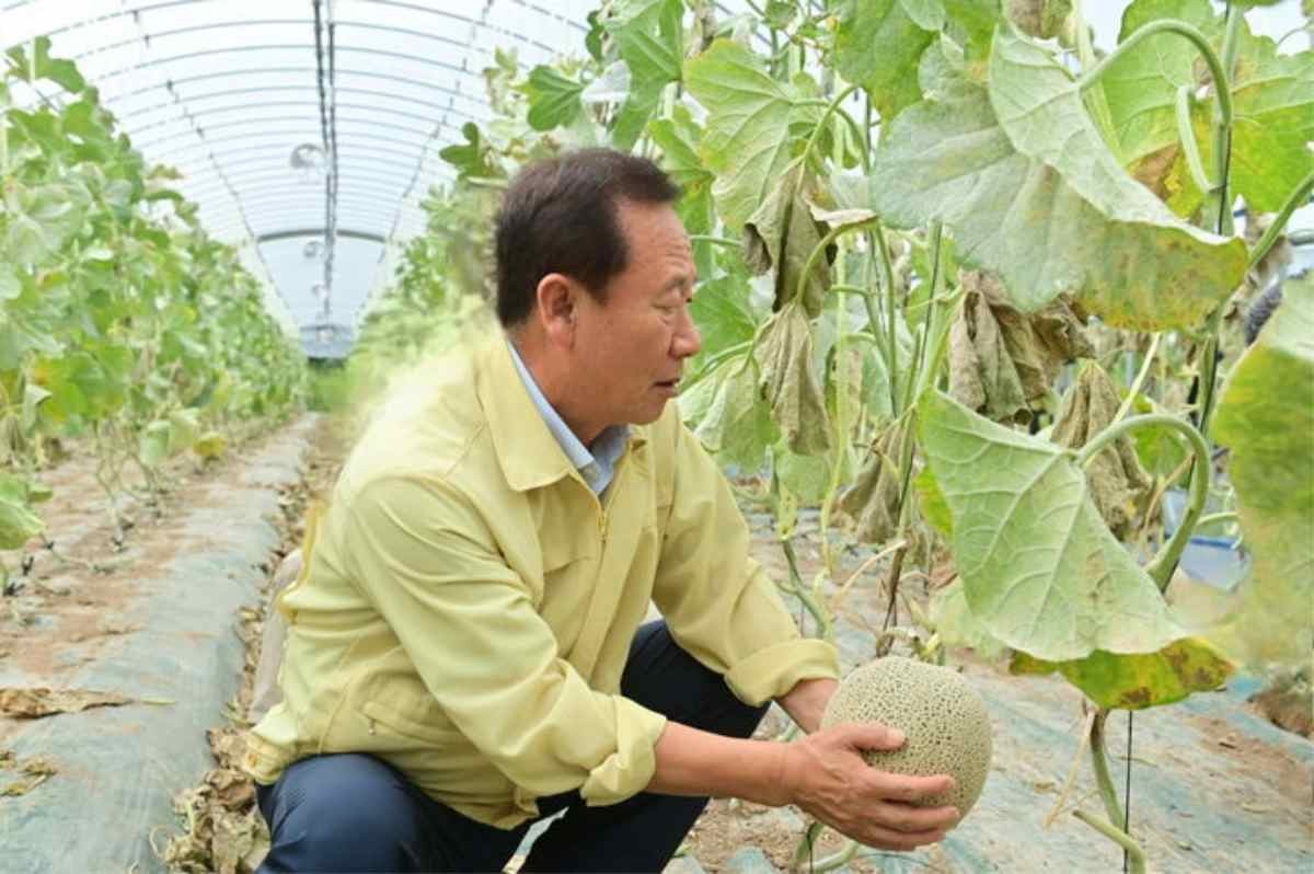 박현국 봉화군수가 출하를 앞둔 멜론을 살펴보고 있다. / 봉화군 제공