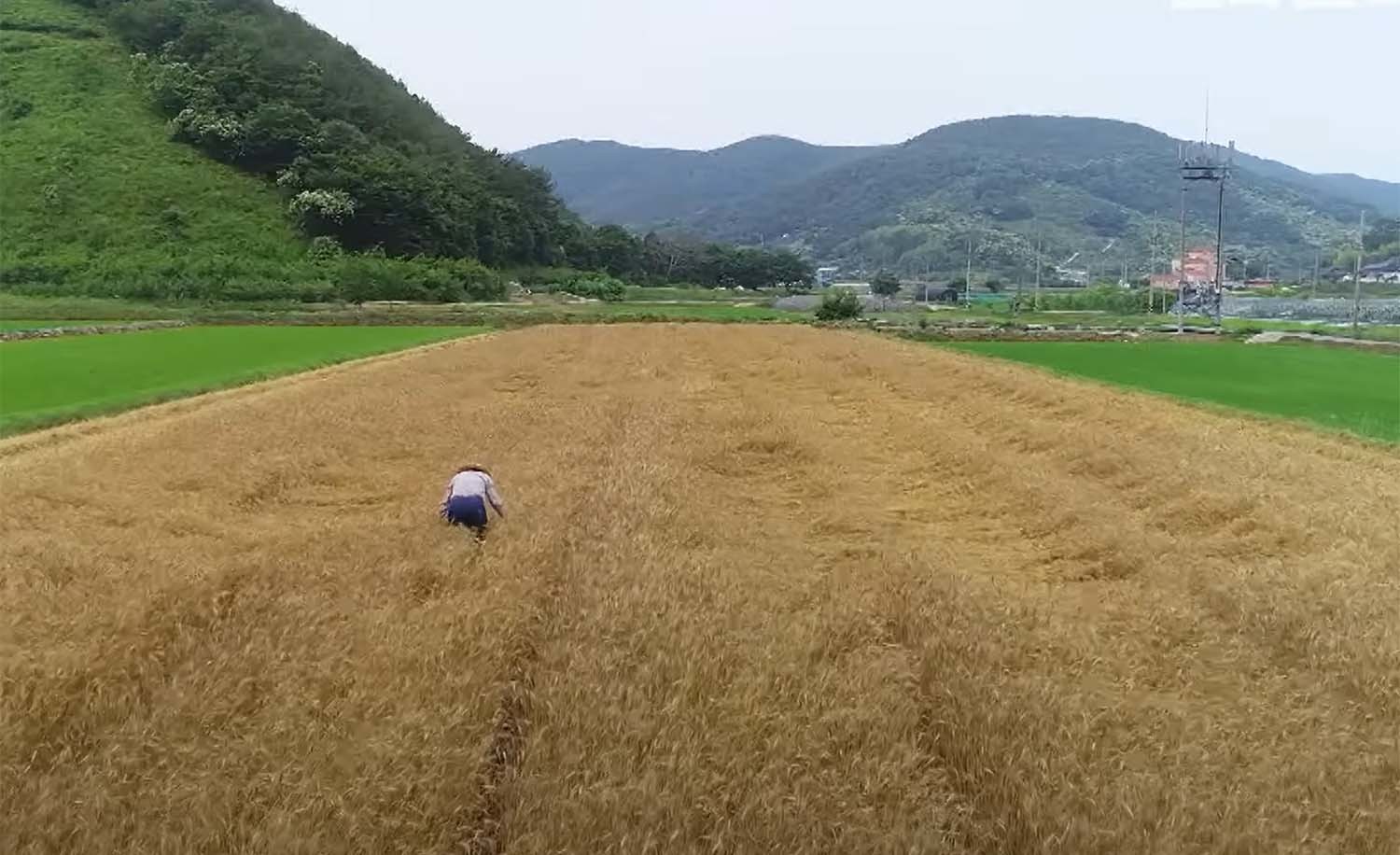 앉은뱅이밀밭 / EBS