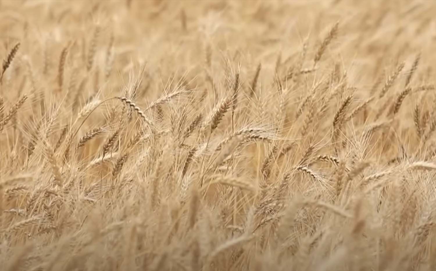 앉은뱅이밀밭 / EBS