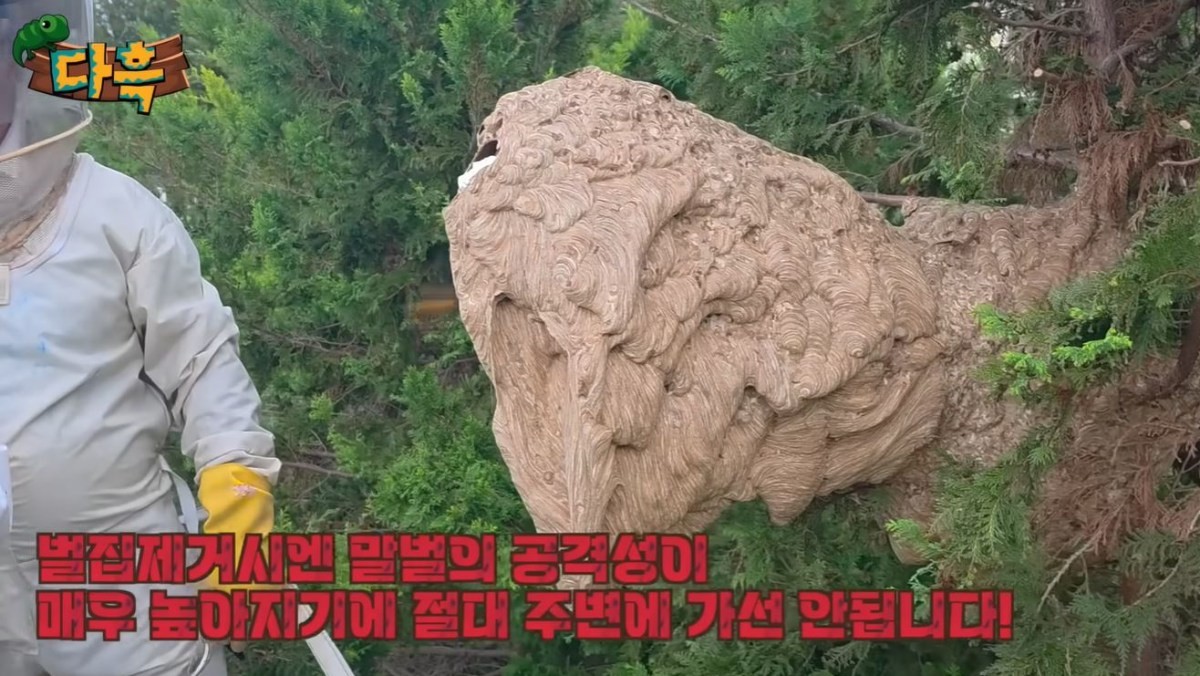 제거되고 있는 등검은말벌집. / 유튜브 '다흑'