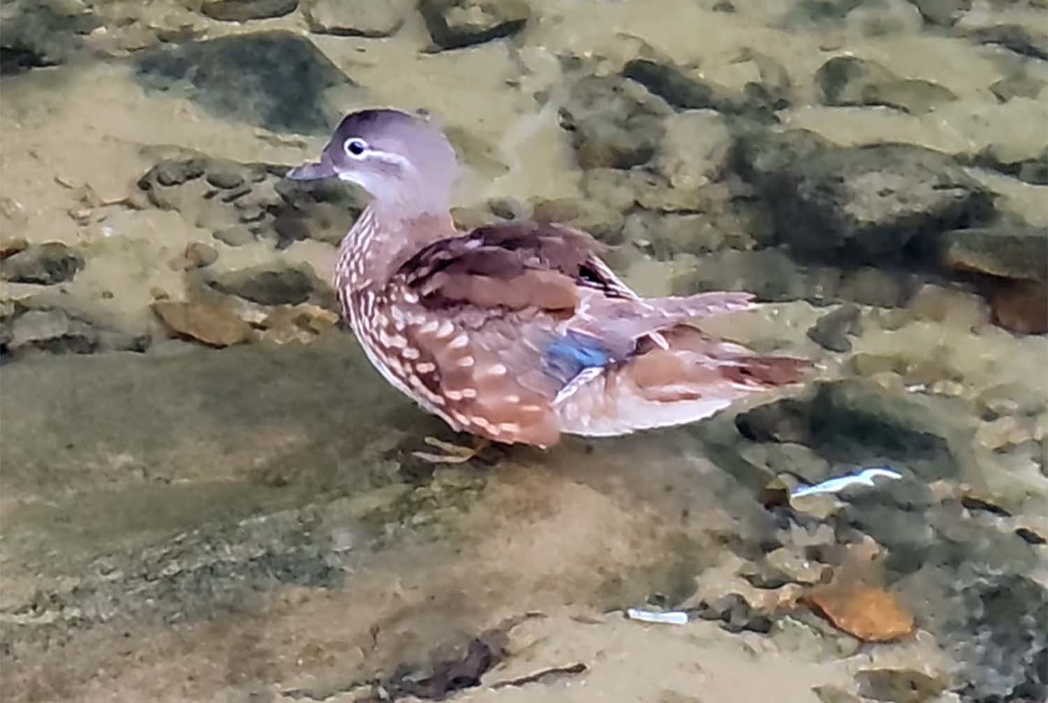 우이천 청둥오리 / '청계천야생' 유튜브