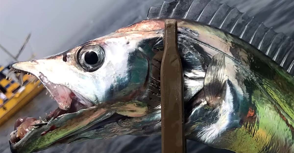 갈치 / '생선선생 미스터S' 유튜브 채널