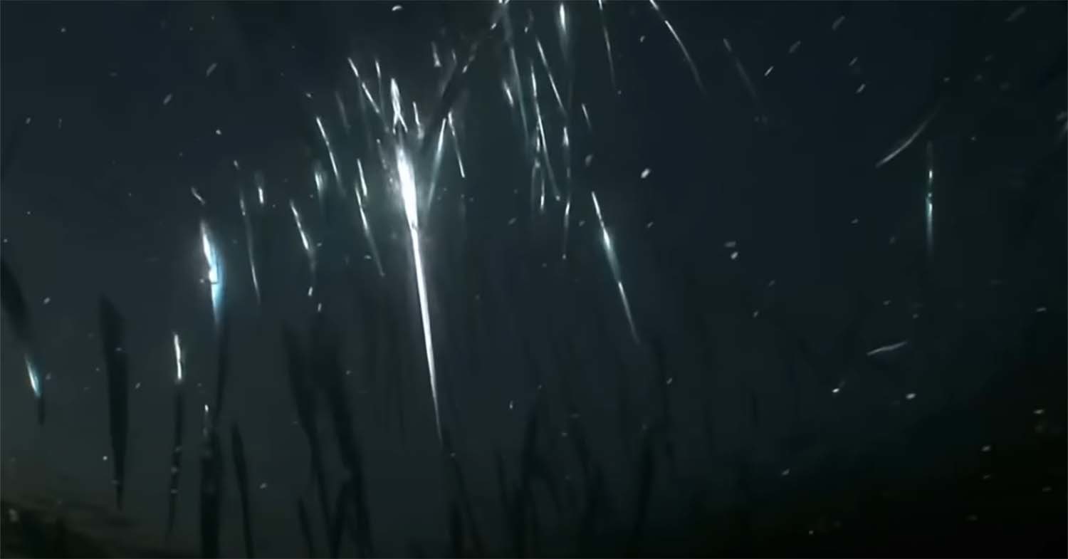 갈치는 수직 운동을 하는 물고기다. / '생선선생 미스터S' 유튜브 채널