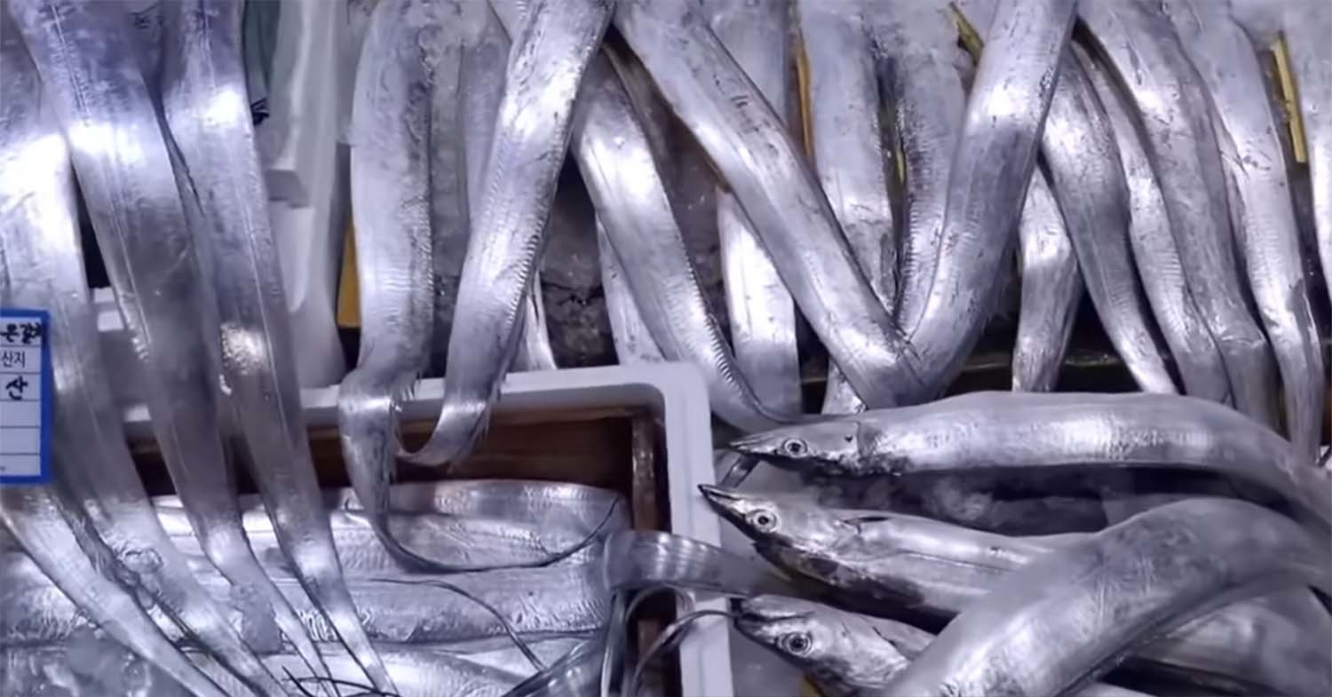 갈치 / '생선선생 미스터S' 유튜브 채널