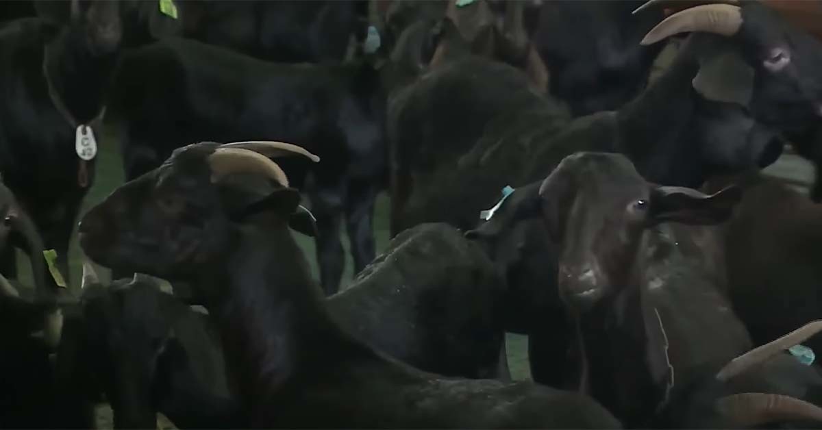 흑염소 / 'MBCNEWS' 유튜브