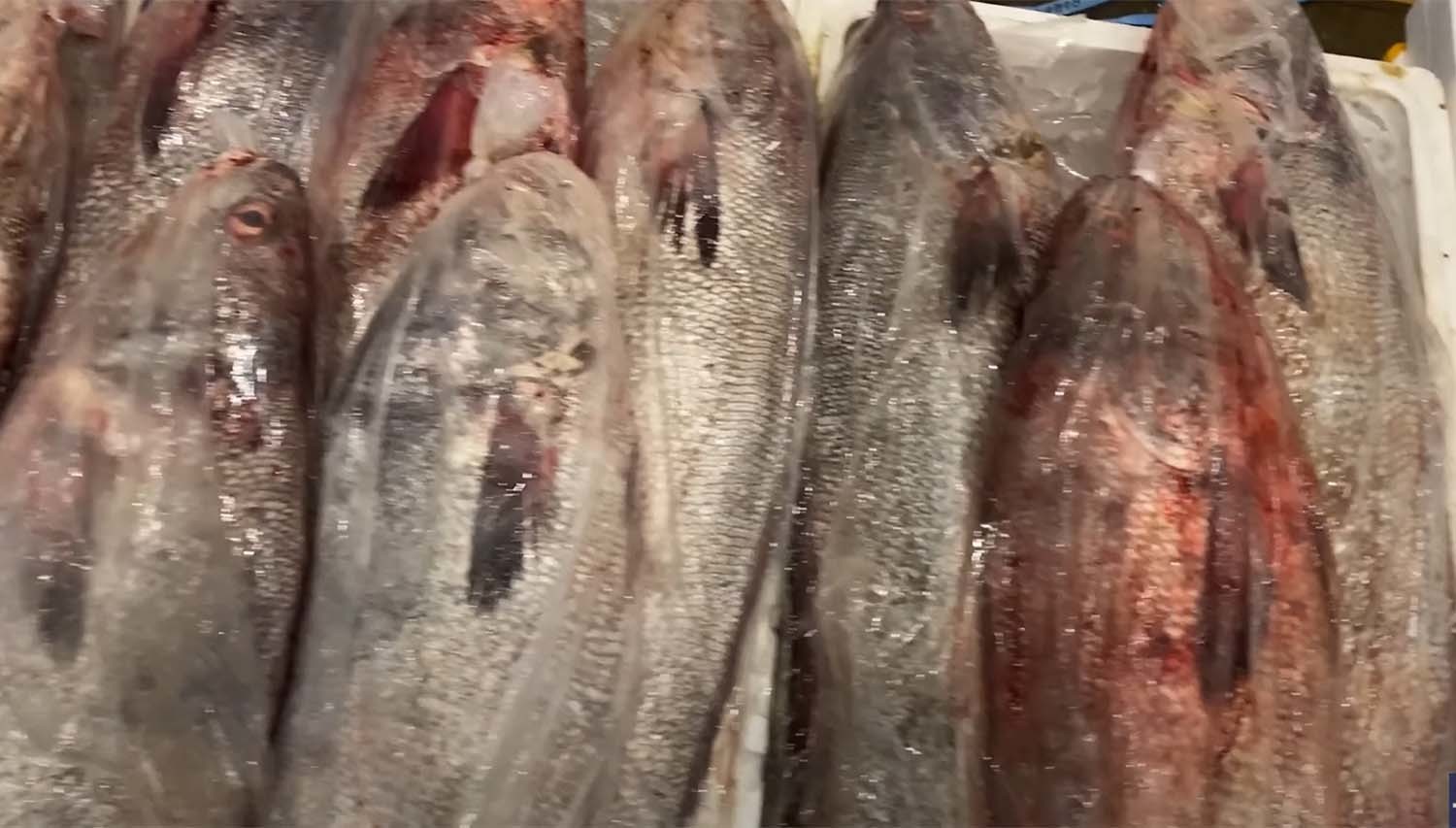 민어 선어 / '푸드박스' 유튜브 채널