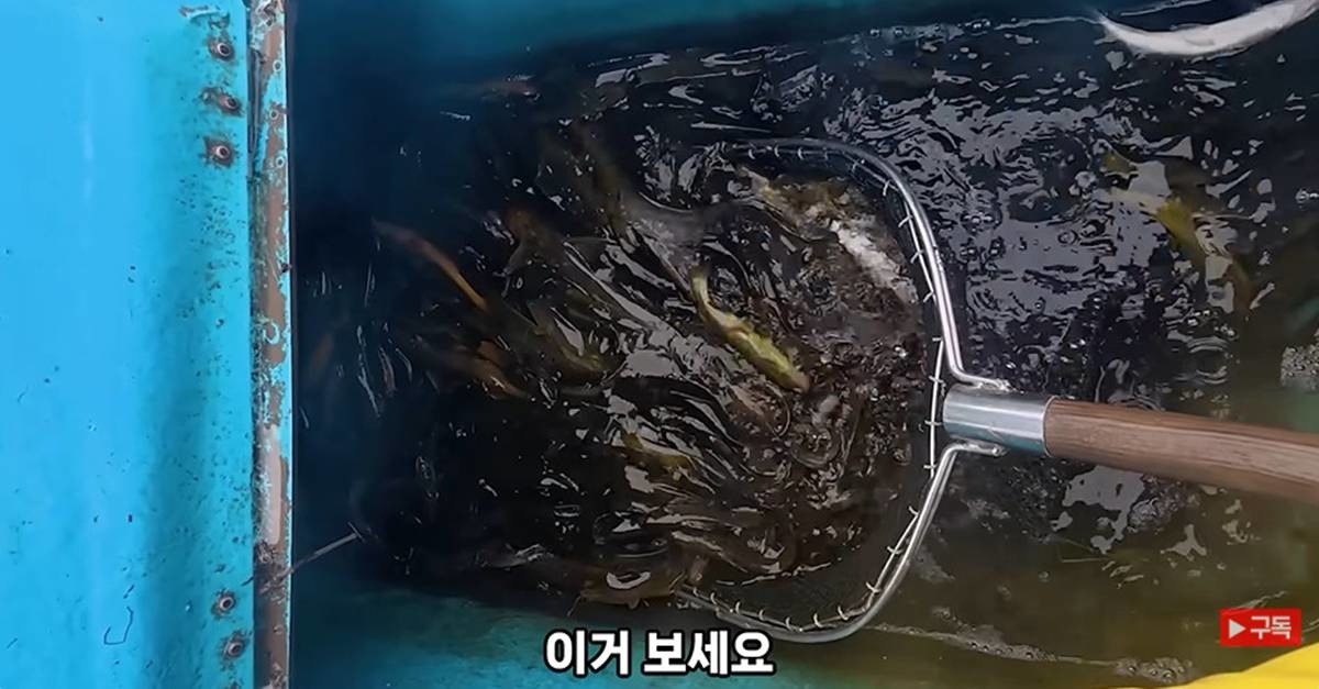 대농갱이가 떼로 잡힌 모습 / 유튜브 '한탄강 청년어부'