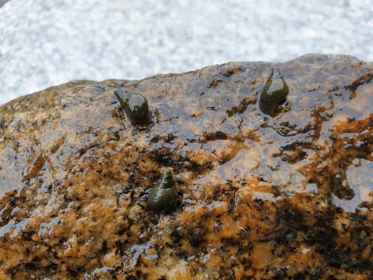 다슬기. 확대한 사진. / 국립생물자원관