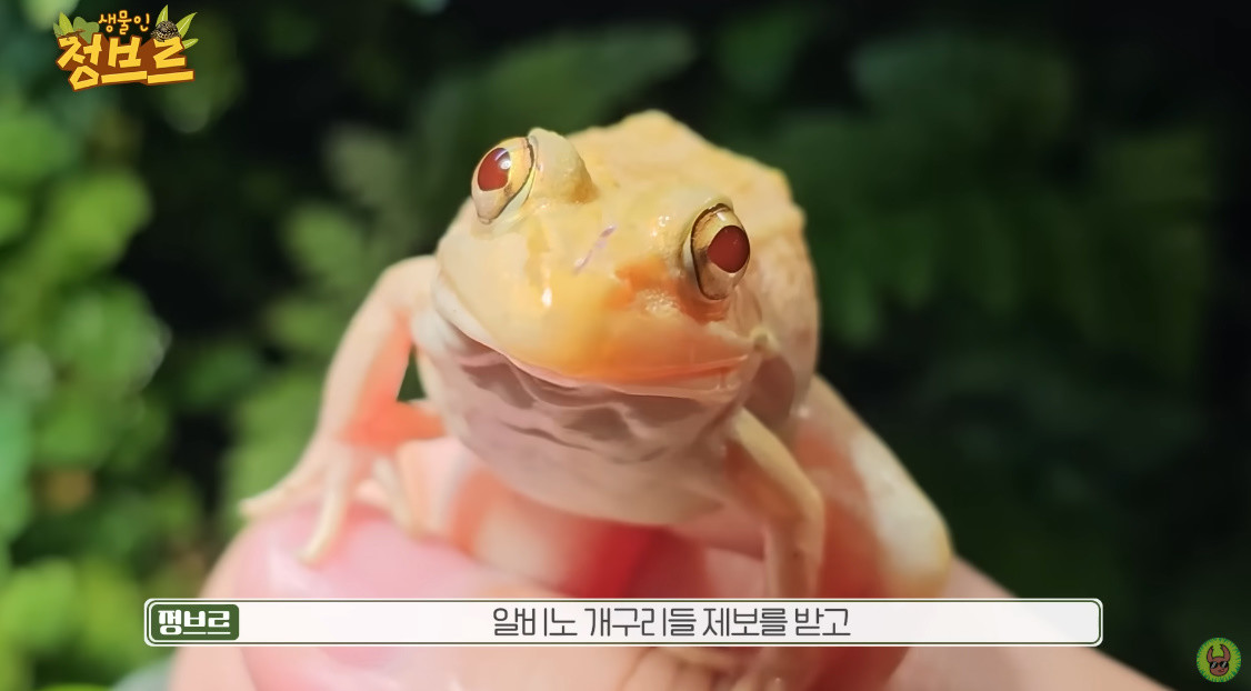 황금빛 자태의 알비노 참개구리 / 유튜브 '정브르'