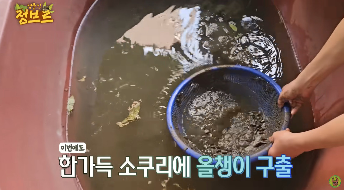 올챙이 구조 작업 / 유튜브 '정브르'