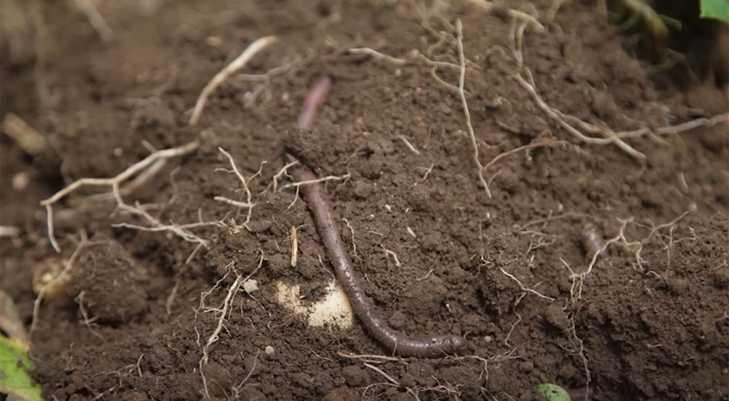 미국 숲을 황폐화하는 아시아 지렁이. /     ‘과학드림 [Science Dream]’ 유튜브 채널