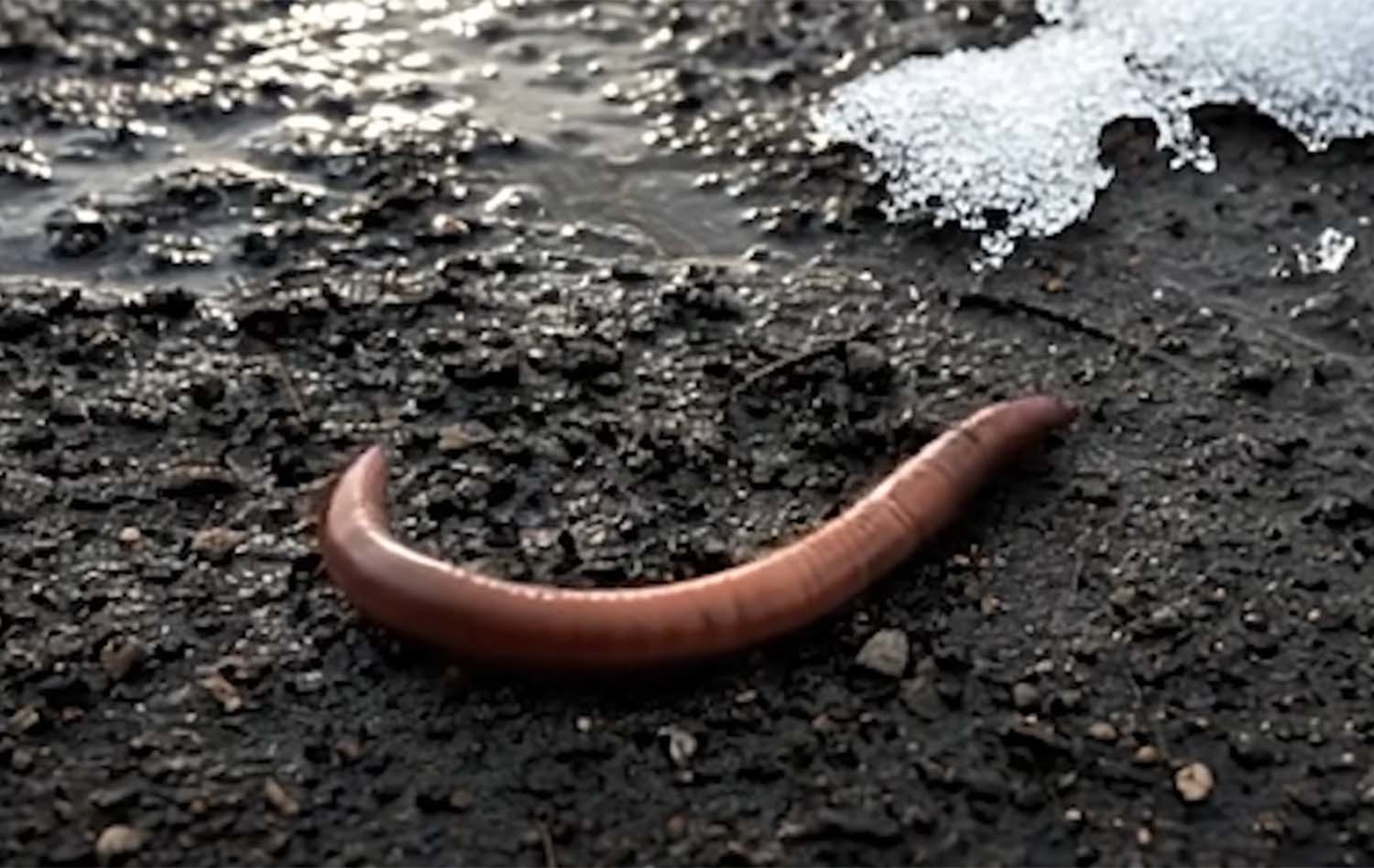 미국 숲을 황폐화하는 아시아 지렁이. / ‘과학드림 [Science Dream]’ 유튜브 채널