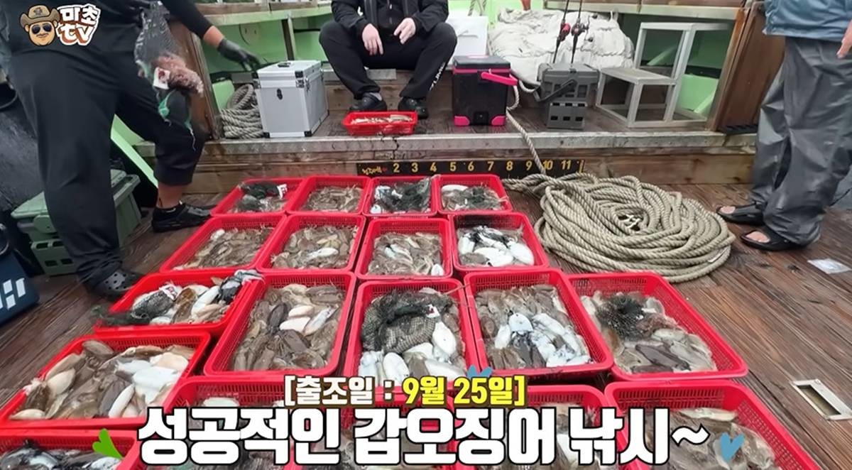떼로 잡힌 갑오징어 / 유튜브 '마초TV'