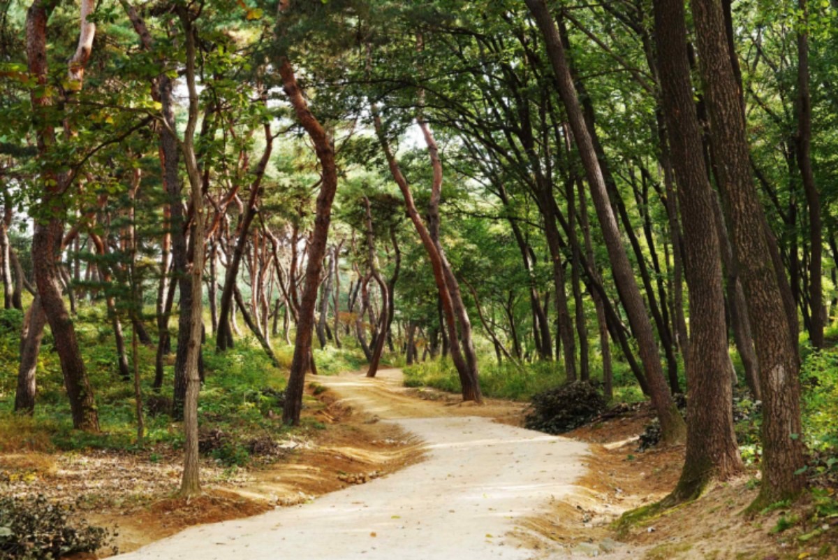 사릉 숲기 / 국가유산청 궁능유적본부 제공