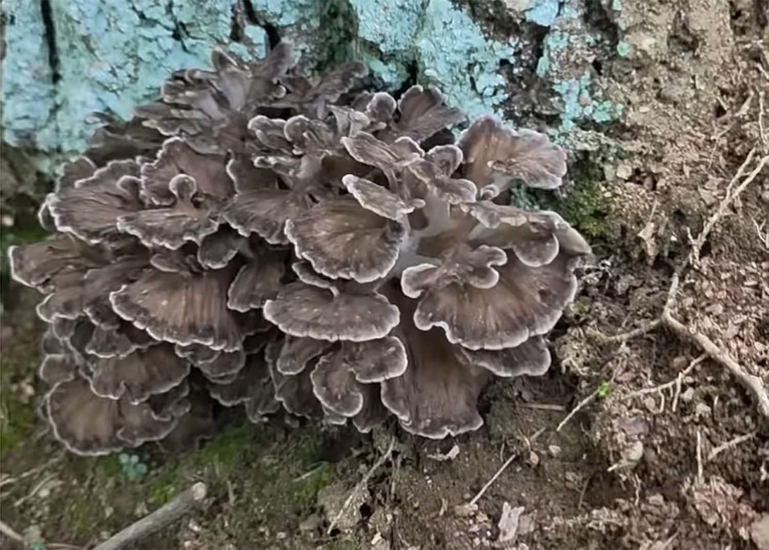 잎새버섯 / '산야초TV' 유튜브