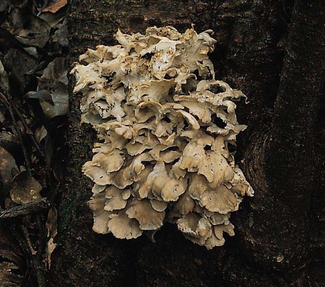 잎새버섯 / 국립생물자원관