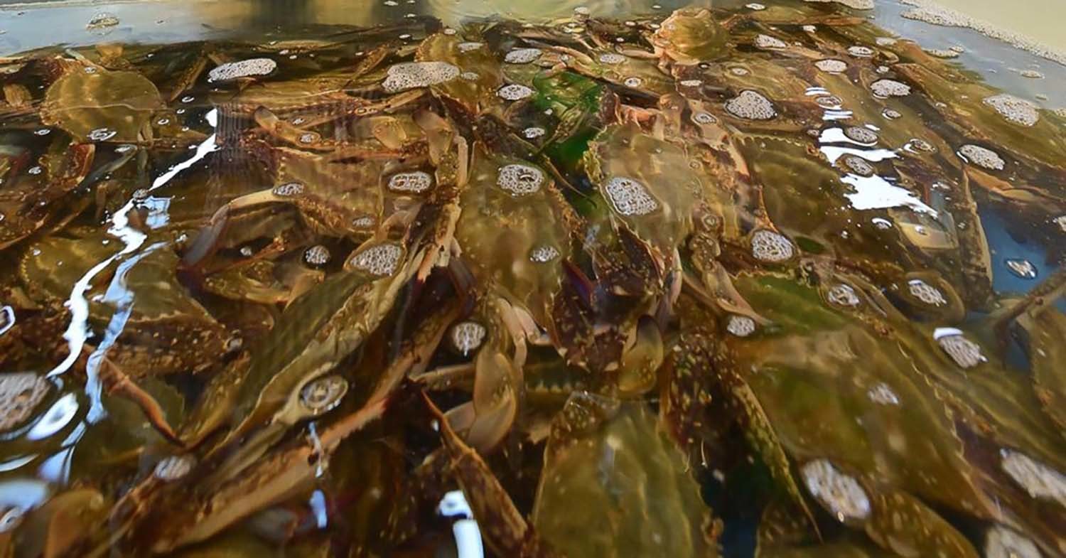 꽃게 / 농협유통