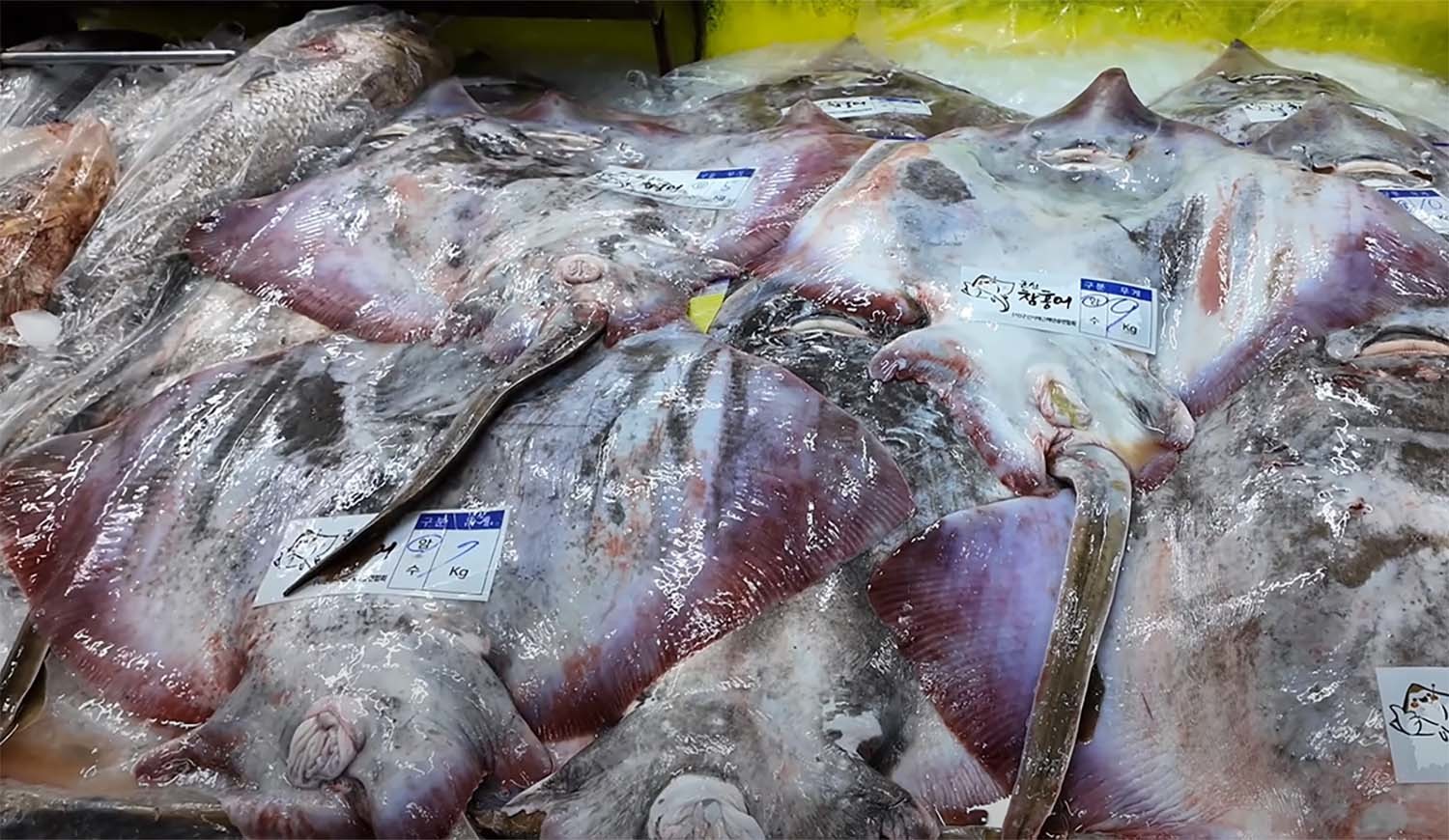 군산수산물종합센터에서 팔리는 홍어. / '찐투어' 유튜브