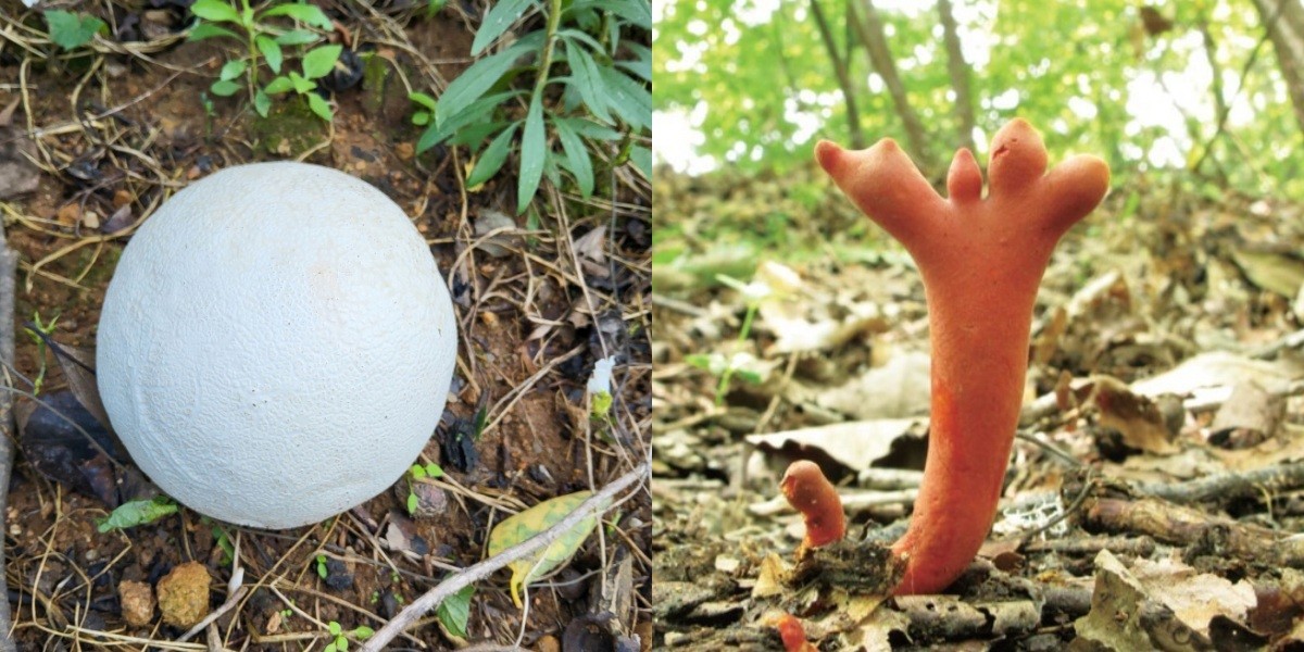 댕구알 버섯(왼쪽). 붉은사슴뿔버섯(오른쪽) / 전남산림연구원 제공